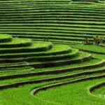 Sistem Irigasi Subak Bali