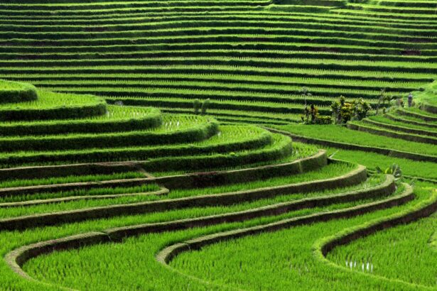 Sistem Irigasi Subak Bali