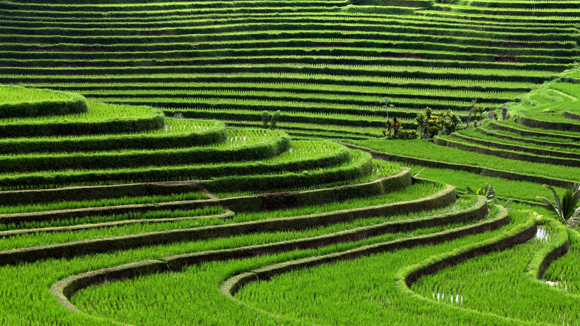 Sistem Irigasi Subak Bali