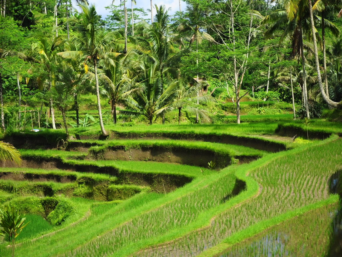 Sistem Irigasi Subak Bali
