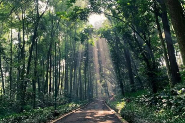 Rekomendasi Tempat Wisata di Bandung yang Sejuk dan Ramah Anak