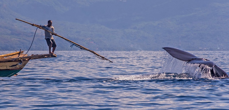 Tradisi Berburu Paus di Lamalera