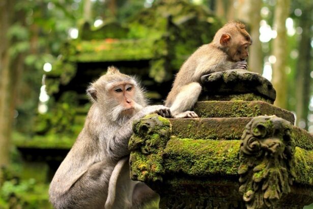 Monkey Forest Ubud